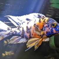 Tide & Stream Aquatics ico