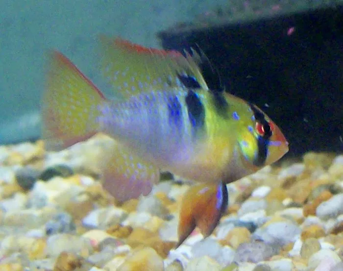 Tide & Stream Aquatics Picture 6