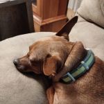 Crossroads Veterinary Clinic