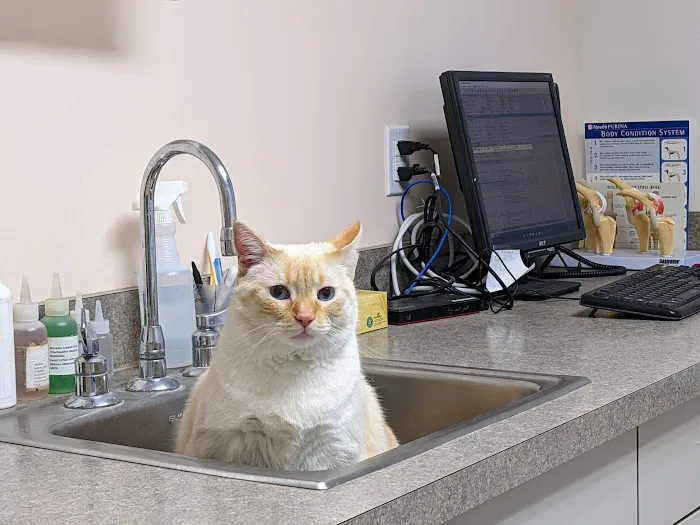 Crossroads Veterinary Clinic Picture 7