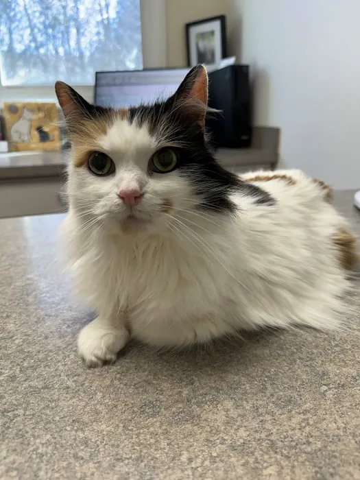 Crossroads Veterinary Clinic Picture 8
