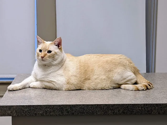 Crossroads Veterinary Clinic Picture 5