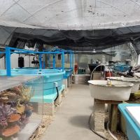 Seaview Wholesale Marine Life ico