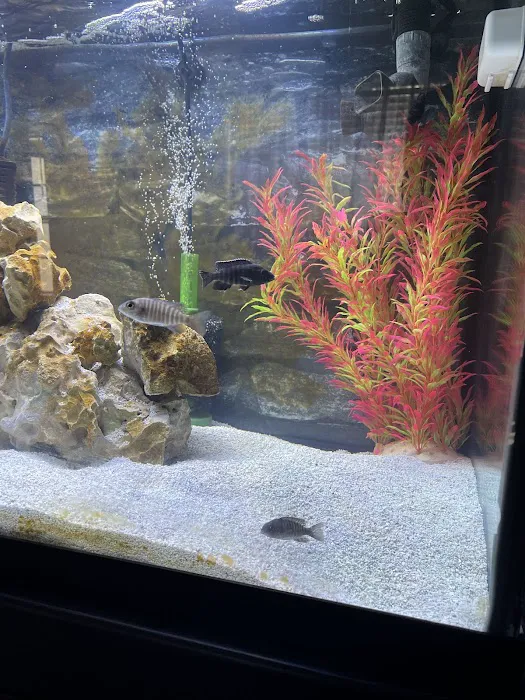 Tampa Bay Cichlids Picture 3