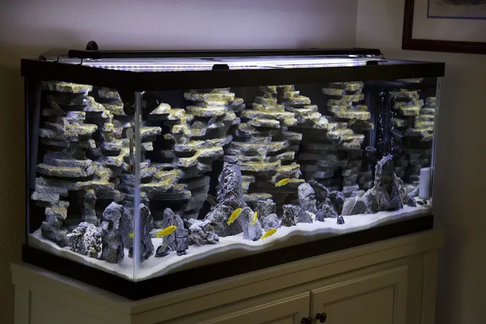Tampa Bay Cichlids Picture 2