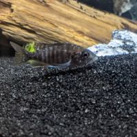 Tampa Bay Cichlids ico