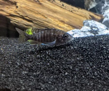 Tampa Bay Cichlids