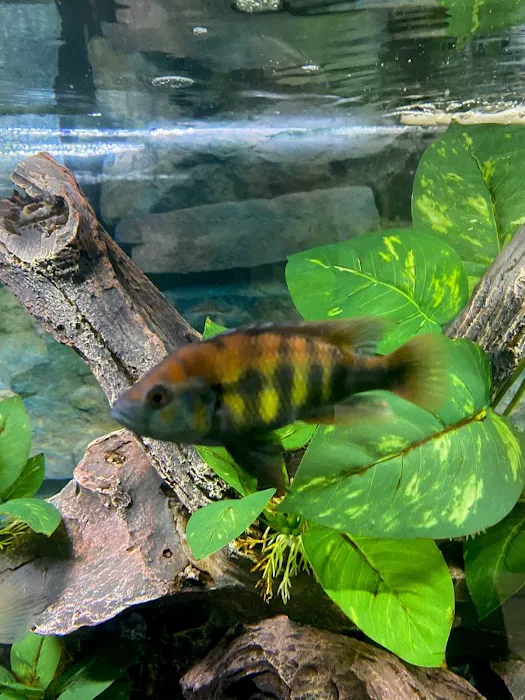 Tampa Bay Cichlids Picture 6