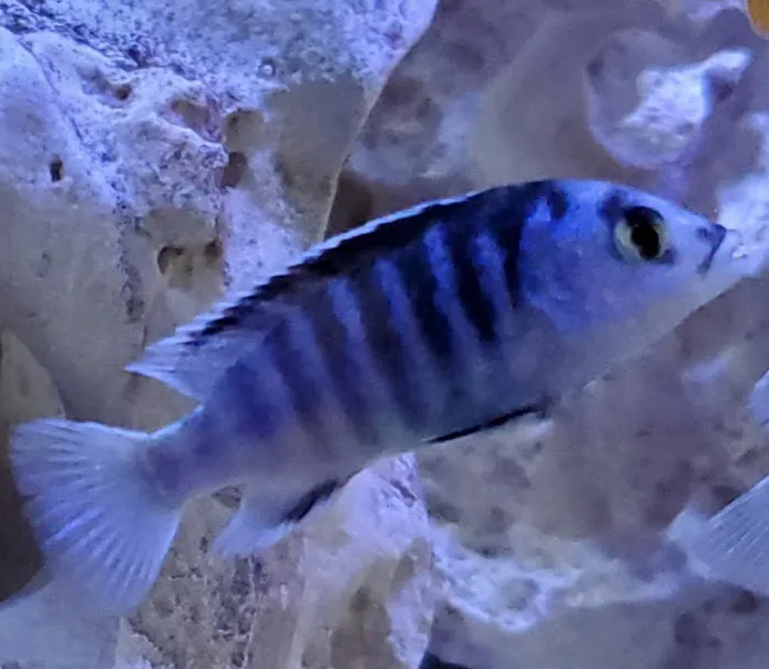 Tampa Bay Cichlids Picture 8