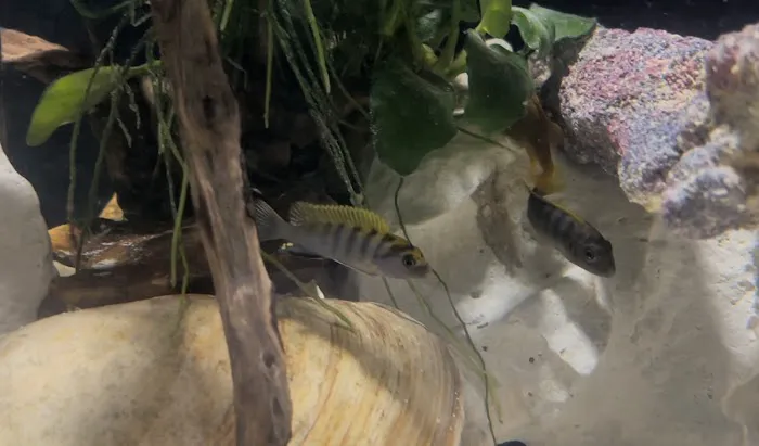 Tampa Bay Cichlids Picture 9