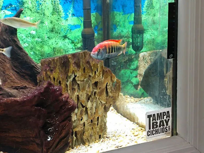 Tampa Bay Cichlids Picture 7