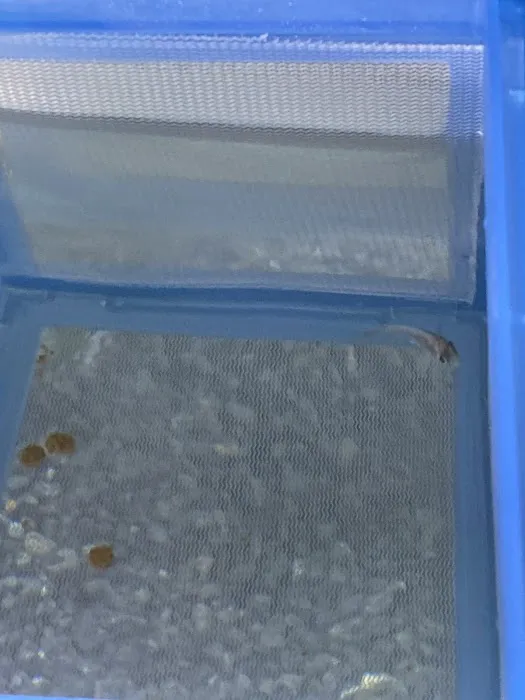 Tampa Bay Cichlids Picture 5