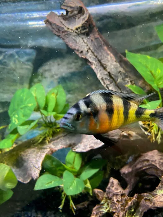 Tampa Bay Cichlids Picture 10