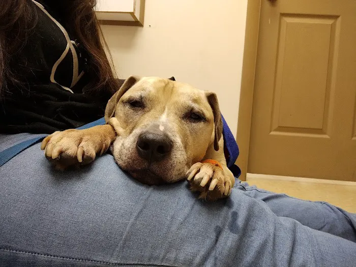 Davenport veterinary clinic Picture 1