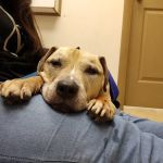 Davenport veterinary clinic