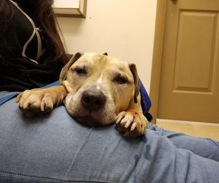Davenport veterinary clinic