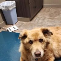 Heritage Veterinary Clinic ico