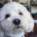 Cooperstown Veterinary Associates