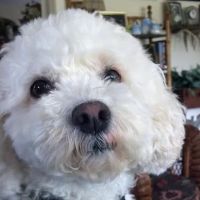 Cooperstown Veterinary Associates ico