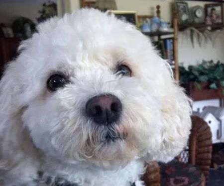 Cooperstown Veterinary Associates