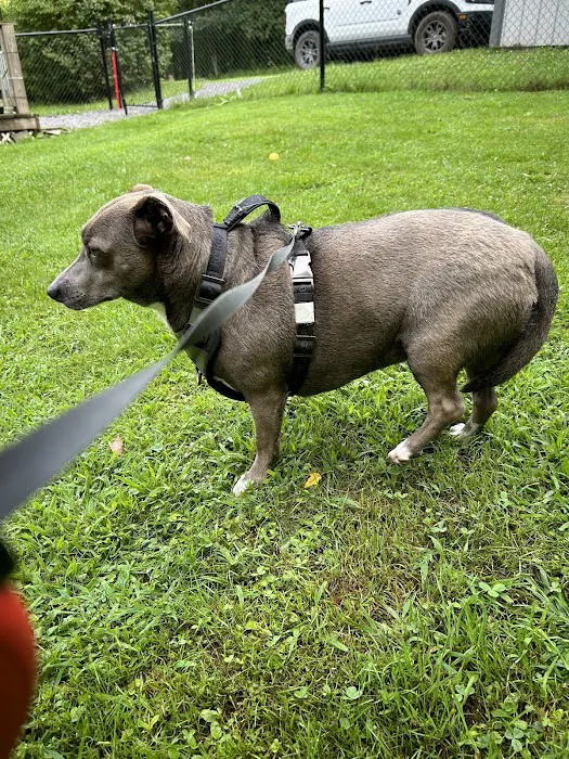 Cooperstown Veterinary Associates Picture 10