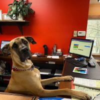 Arkville Veterinary Care ico