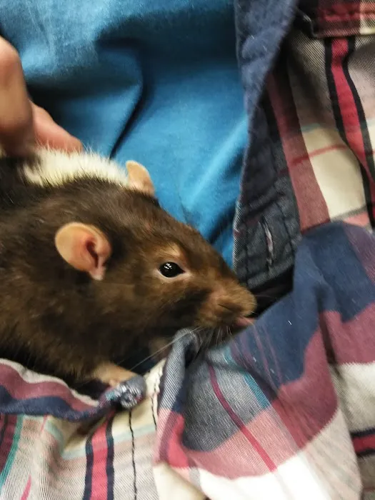 Pet Supermarket Picture 10
