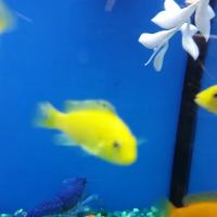 Petco ico