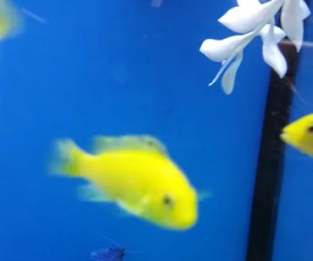 Petco