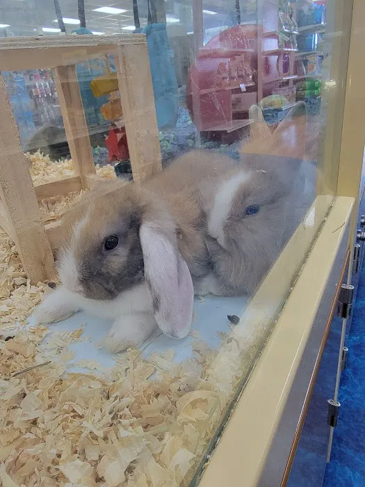 Pet Supermarket Picture 3