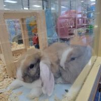 Pet Supermarket ico