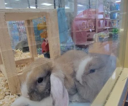 Pet Supermarket