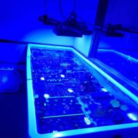 Cardinal Aquariums ico
