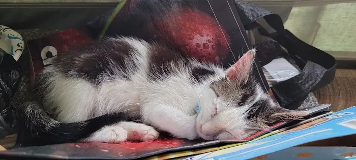 Mohawk Valley Cat Care Picture 1