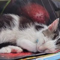 Mohawk Valley Cat Care ico