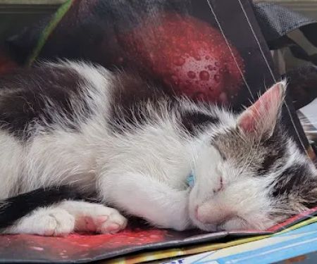 Mohawk Valley Cat Care