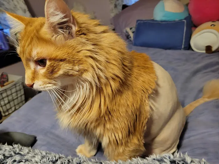 Mohawk Valley Cat Care Picture 4