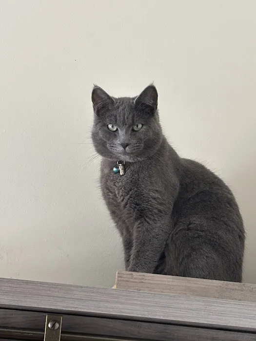 Mohawk Valley Cat Care Picture 10