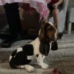 Sunshine Puppies Two