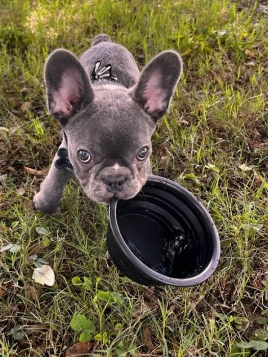 Sunshine Puppies Two Picture 2