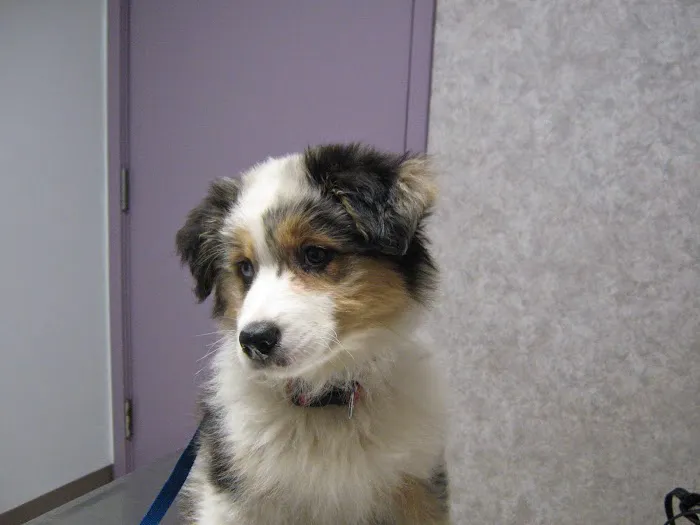 VCA Cazenovia Animal Hospital Picture 1