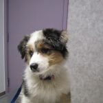 VCA Cazenovia Animal Hospital