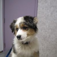 VCA Cazenovia Animal Hospital ico