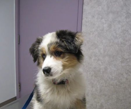 VCA Cazenovia Animal Hospital
