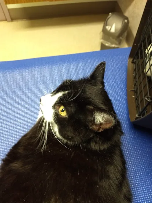 VCA Cazenovia Animal Hospital Picture 3