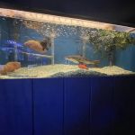 Fosters Exotic Pet Center