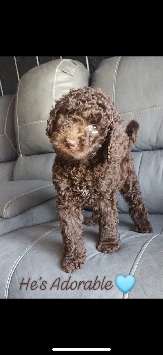 Puppy place Picture 5