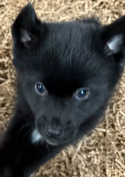 Puppy place Picture 1