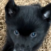 Puppy place ico