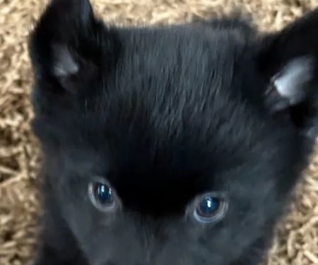 Puppy place